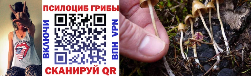 где найти   ОМГ ОМГ зеркало  Галлюциногенные грибы Psilocybine cubensis  Ногинск 